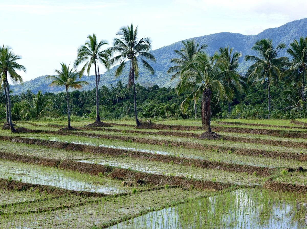 Rural agricultural area in Southern Luzon, near Quezon.